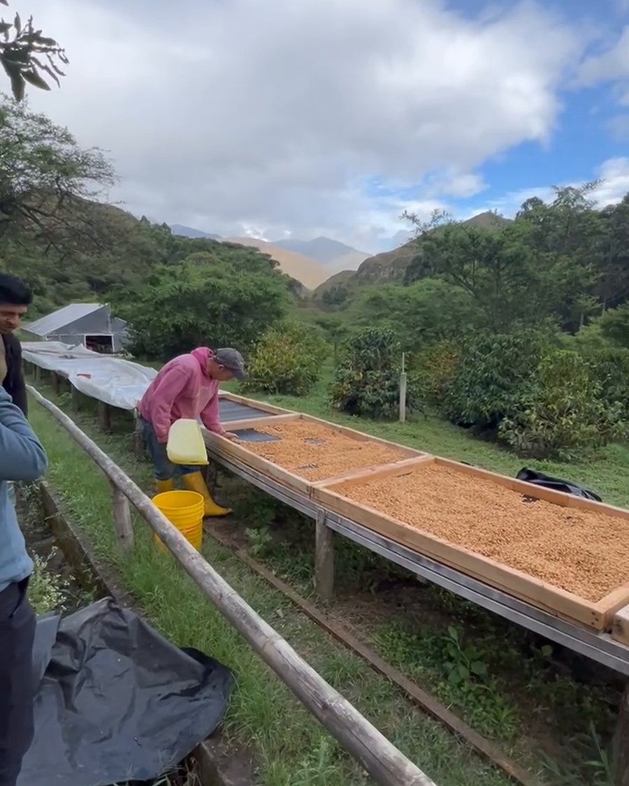 Workers tending coffee across raised drying beds in the mountains