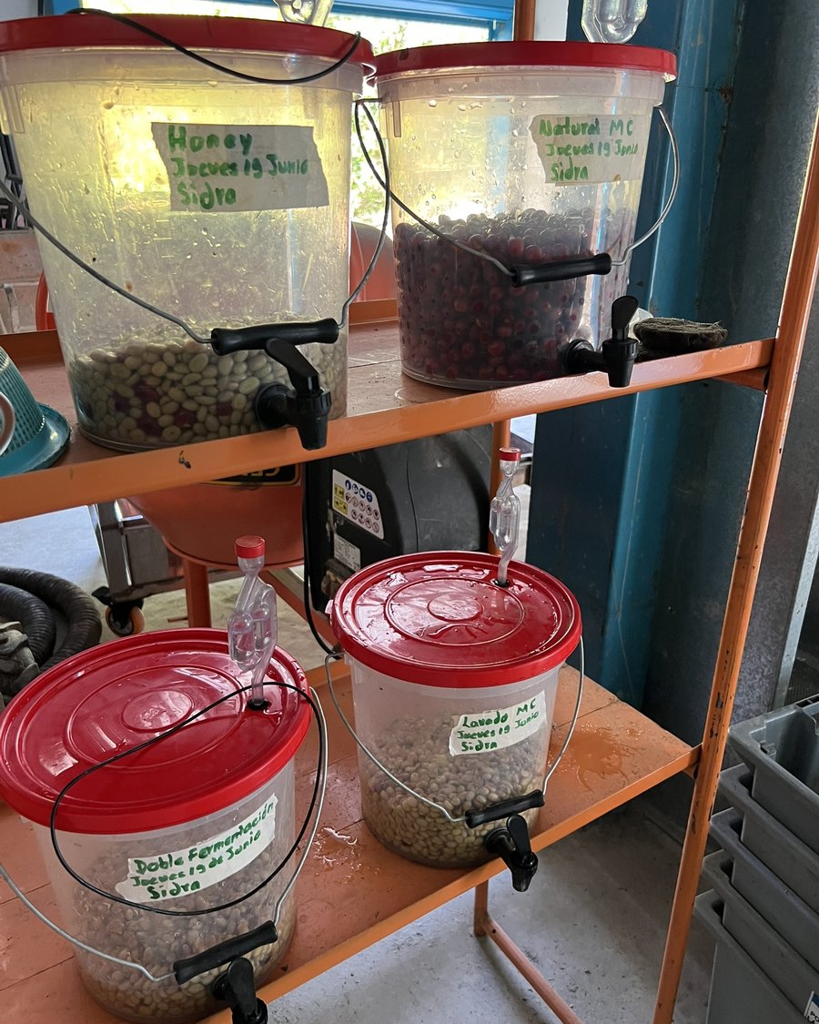 Labeled coffee fermentation vessels with whole cherries and depulped coffee