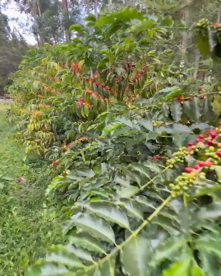 Ripe and ripening coffee cherries on the tree