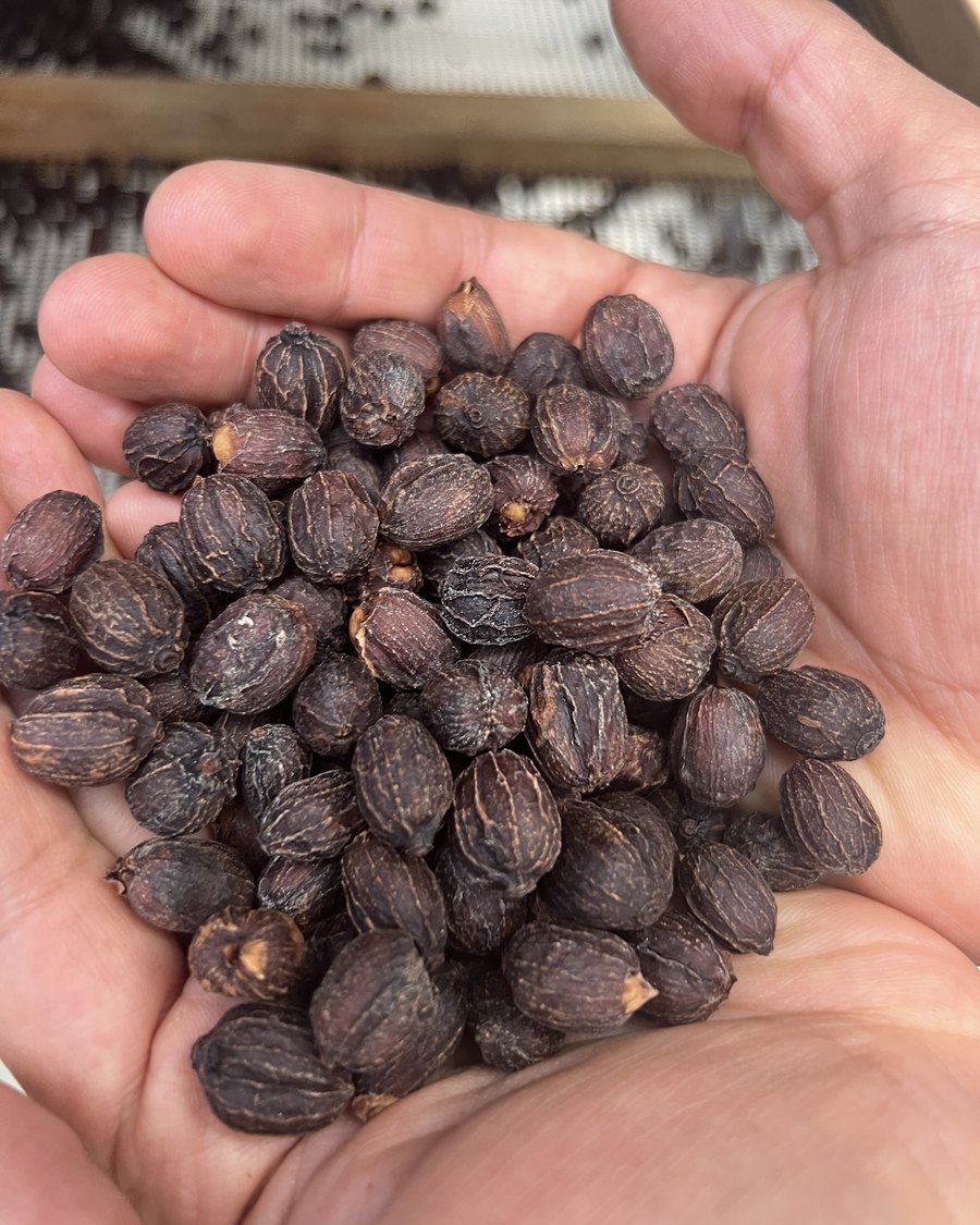 Dried whole coffee cherries being inspected by hand