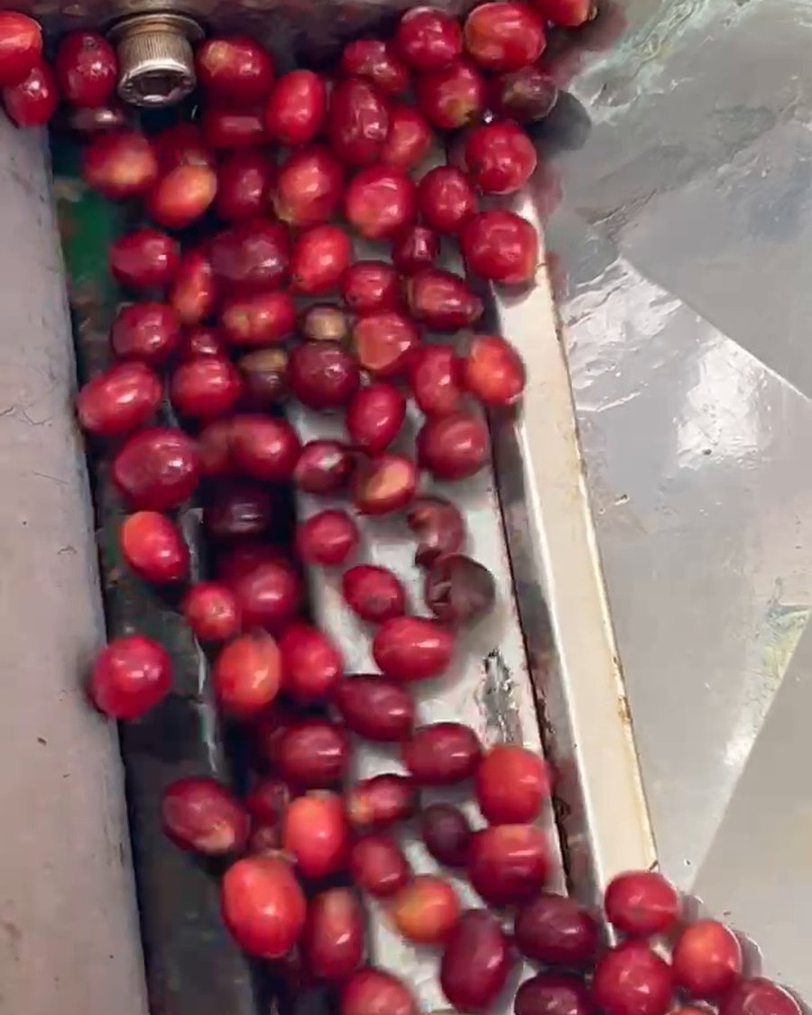 Freshly harvested coffee cherries moving through intake equipment